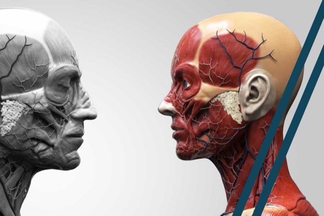 Facial anatomy — basic course – MEDEMIE online course